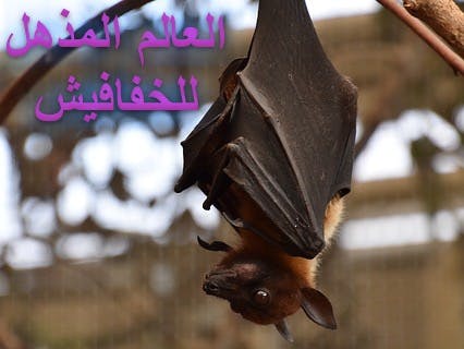 Cover Image for: bats-in-creation