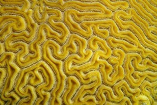 مرجان ”الدماغ“ Diploria labyrinthiformis الشائع في الشعاب المرجانية الكاريبيّة. (vilainecrevette /123RF)