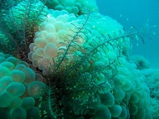 يتمتع المرجان الفقاعي ”من جنس Plerogyra“ بمظهر ضخم ولحميّ على نحو غير اعتياديّ وهو المفضَّل لدى الخبراء من هواة نشاطات أحواض المياه المالحة. (Narrissa Spies CC BY-SA via Wikipedia)