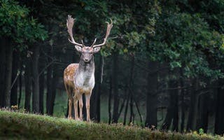 Cover Image for: deer-carn