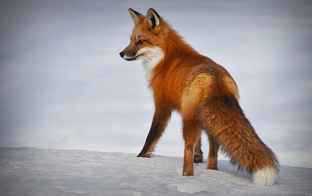 Cover Image for: fox-trot