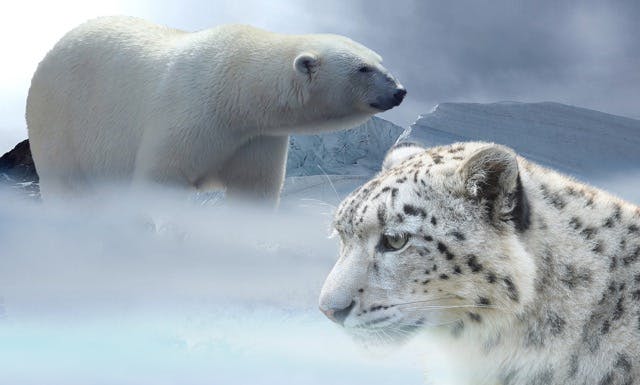 Cover Image for: ice-age-again
