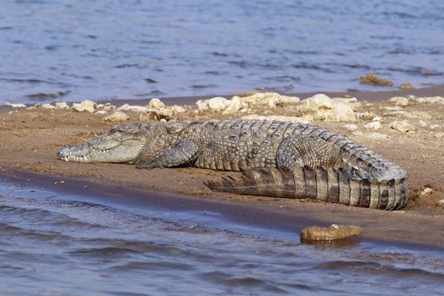 Cover Image for: dead-crocodiles