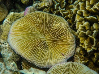 (Pataporn Kuanui/123RF)مرجان الفطر