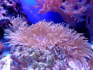 المرجان: الحيوان الذي يتصرف مثل النبات، ولكنه مفترس فعّال، ويصنع صخور منزله بنفسه.